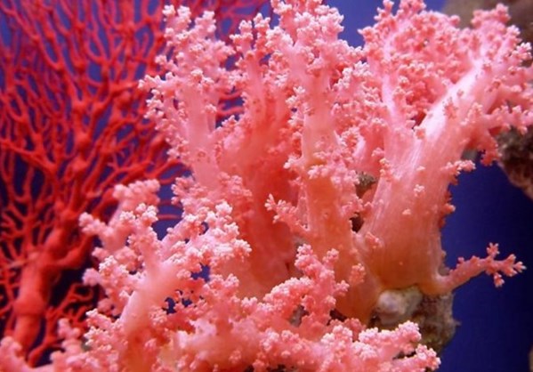 Τα κοράλλια χάνουν τα χρώματά τους και πεθαίνουν..